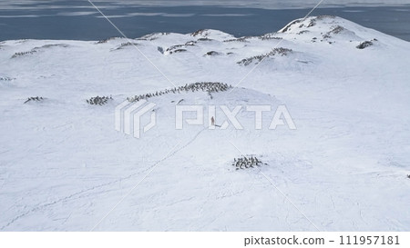 Antarctica Landscape Adelie Penguin Aerial View. Polar Explorer Walk Majestic Open Snow Continent. Harsh Climate Drone Antarctic Ice Nature Scenery Overview Footage Shot Full HD1080p. 1920x1080 111957181