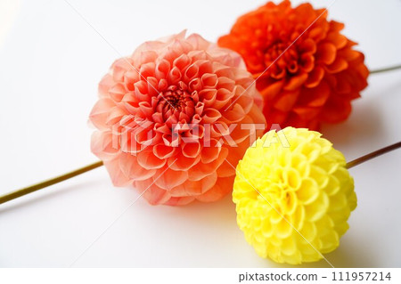 three dahlias 111957214