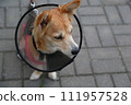 Dogs dressed in a conical collar and blanket post-operative, against  111957528