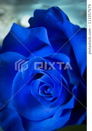 Natural blue rose on grayish background Natural blue rose on grayish background 111957679