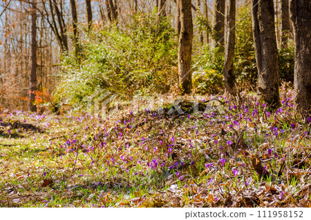 forest scene on a sunny day in spring. purple crocus flowers blooming on the grade forest scene on a sunny day in spring. purple crocus flowers blooming on the grade 111958152