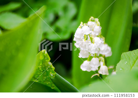 lily of the valley in the garden. big green leafs in water drops. closeup of a beautiful nature background side view lily of the valley in the garden. big green leafs in water drops. closeup of a beautiful nature background side view 111958153