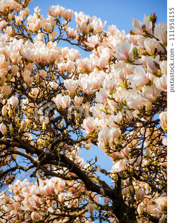 magnolia soulangeana in full blossom in morning light. beautiful nature background with pink flowers against blue sky in spring magnolia soulangeana in full blossom in morning light. beautiful nature background with pink flowers against blue sky in spring 111958155