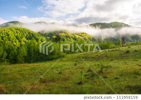 scenery of carpathian countryside with green meadow in spring. mountainous landscape of ukraine with forested rolling hills on a foggy morning. warm sunny weather with clouds on the sky 111958159