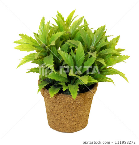 Plant in pot 111958272