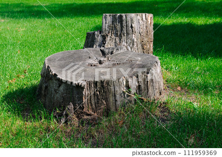 Old tree stump in summer park. 111959369