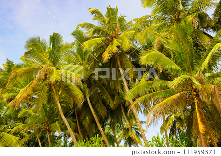 Coconut palm trees with lush leaves and coconuts and sky . Coconut palm trees with lush leaves and coconuts and sky . 111959371