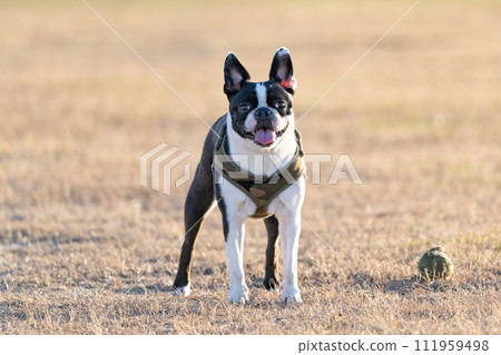 Boston Terrier Boston Terrier 111959498
