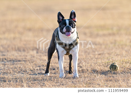 Boston Terrier Boston Terrier 111959499