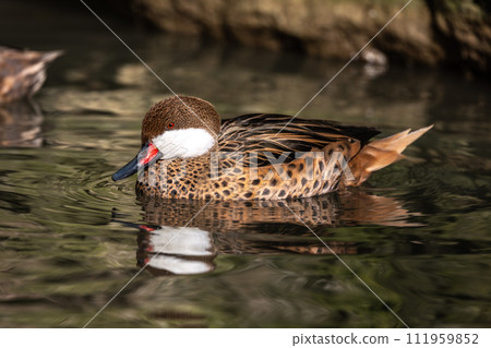 White-cheeked pintail, Anas bahamensis, also known as the Bahama pintail. White-cheeked pintail, Anas bahamensis, also known as the Bahama pintail. 111959852