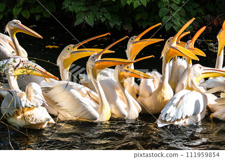 Great White Pelican, Pelecanus onocrotalus in a park Great White Pelican, Pelecanus onocrotalus in a park 111959854