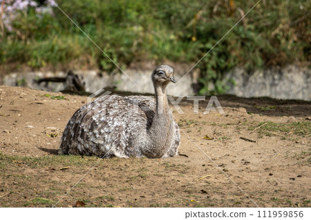 Darwin's rhea, Rhea pennata also known as the lesser rhea. 111959856