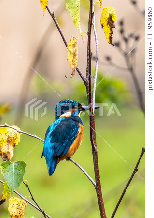 Common kingfisher, Alcedo atthis sitting on a beautiful branch above the river waiting for a fish 111959860