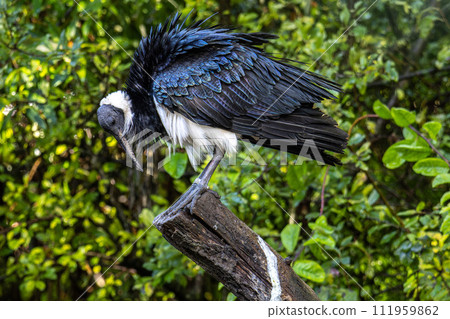 The Straw-necked Ibis, Threskiornis spinicollis is a bird of the ibis family 111959862