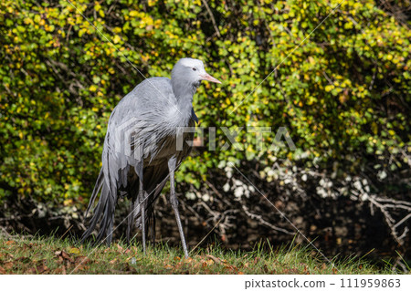 The Blue Crane, Grus paradisea, is an endangered bird 111959863