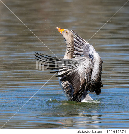 The greylag goose spreading its wings on water. Anser anser is a species of large goose The greylag goose spreading its wings on water. Anser anser is a species of large goose 111959874