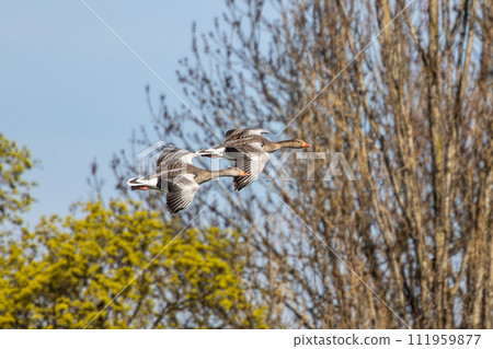 The flying greylag goose, Anser anser is a species of large goose The flying greylag goose, Anser anser is a species of large goose 111959877