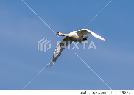 Mute swan, Cygnus olor flying over a lake in the English Garden in Munich, Germany 111959882