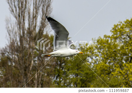 The European Herring Gull, Larus argentatus is a large gull. Here flying in the air. The European Herring Gull, Larus argentatus is a large gull. Here flying in the air. 111959887