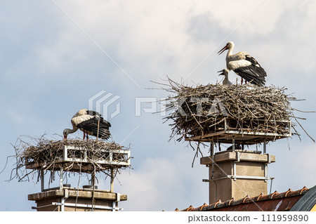 European white Stork, Ciconia ciconia with small babies on the nest in Oettingen, Swabia, Bavaria, Germany, Europe European white Stork, Ciconia ciconia with small babies on the nest in Oettingen, Swabia, Bavaria, Germany, Europe 111959890