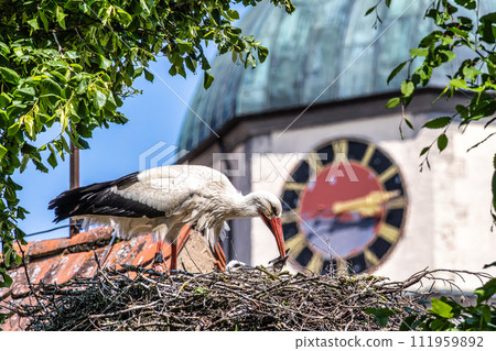 European white Stork, Ciconia ciconia with small babies on the nest in Oettingen, Swabia, Bavaria, Germany, Europe European white Stork, Ciconia ciconia with small babies on the nest in Oettingen, Swabia, Bavaria, Germany, Europe 111959892