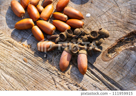 秋天的形象，樹樁上有許多橡子 111959915