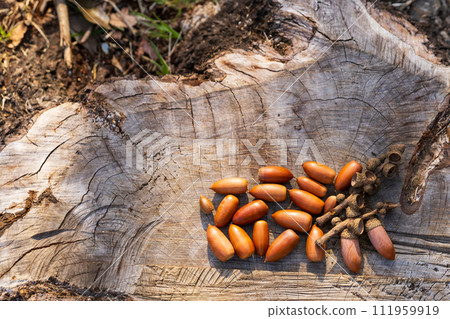 Autumn image, many acorns on the stump 111959919