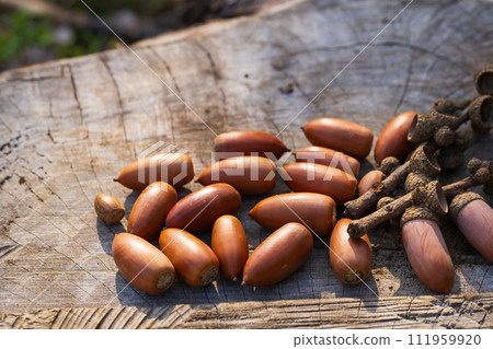 Autumn image, many acorns on the stump Autumn image, many acorns on the stump 111959920