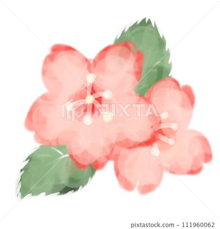 watercolor sakura illustration watercolor sakura illustration 111960062