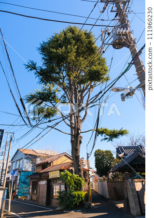 東京台東區谷中的喜馬拉雅雪松 111960230