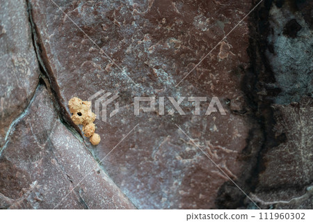 Little Bear Shaped Crumb on a Textured Rock Surface Little Bear Shaped Crumb on a Textured Rock Surface 111960302