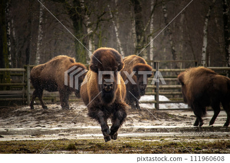 An American Bison Running. 111960608