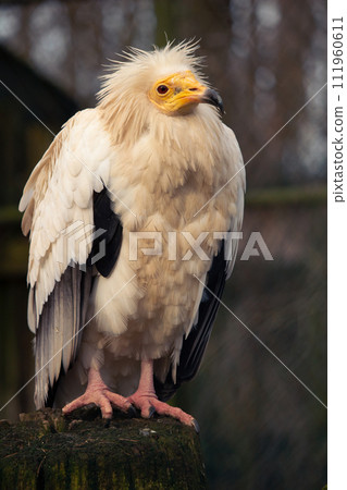 Egyptian Vulture, Neophron percnopterus. It is a small Old World vulture 111960611