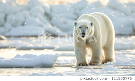 Advertising portrait, banner, gorgeous white polar bear in natural conditions stands on the edge of the ice floe and looks straight into the camera Advertising portrait, banner, gorgeous white polar bear in natural conditions stands on the edge of the ice floe and looks straight into the camera 111960776
