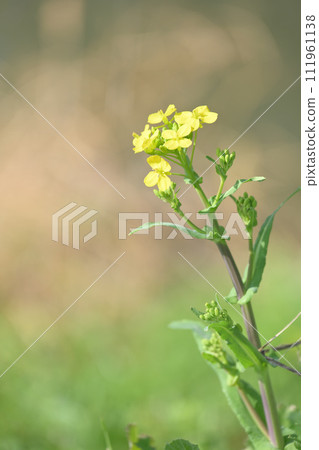 Rape blossoms that herald the arrival of spring 111961138