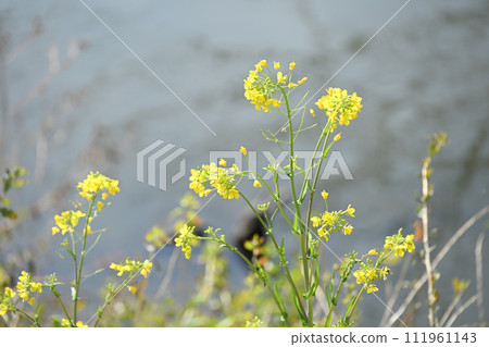 Rape blossoms that herald the arrival of spring 111961143