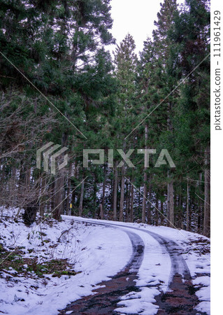 Snow-covered road passing through a cedar forest Snow-covered road passing through a cedar forest 111961429
