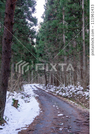 Snow-covered road passing through a cedar forest 111961433
