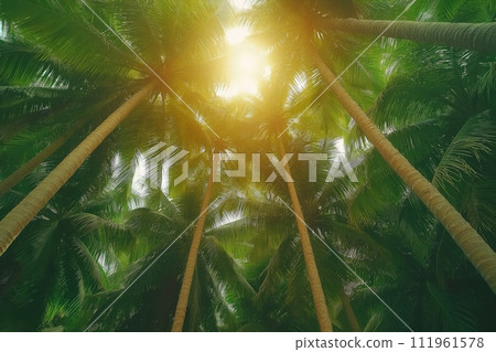 Low angle view of tropical green palm trees forest in sunlight 111961578