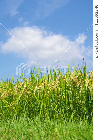 【秋收】收割前的稻穗和秋日的天空 【秋收】收割前的稻穗和秋日的天空 111962246