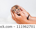 Two week old small newborn bengal kitten on a white background.A kitten in the hands of a girl. On the palms is a small cute kitten.Copy space.Close-up.Cute bengal. 111962701