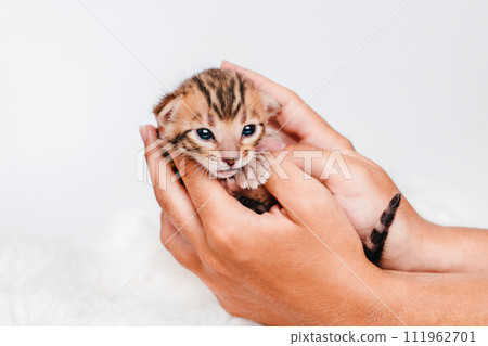 Two week old small newborn bengal kitten on a white background.A kitten in the hands of a girl. On the palms is a small cute kitten.Copy space.Close-up.Cute bengal. 111962701