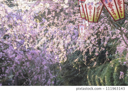 櫻花盛開的打吹公園(倉吉市) 櫻花盛開的打吹公園(倉吉市) 111963143