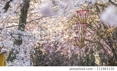 Utsubuki Park with cherry blossoms in full bloom (Kurayoshi City) Utsubuki Park with cherry blossoms in full bloom (Kurayoshi City) 111963150