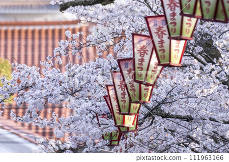 Utsubuki Park with cherry blossoms in full bloom (Kurayoshi City) Utsubuki Park with cherry blossoms in full bloom (Kurayoshi City) 111963166