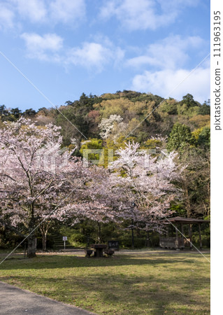 櫻花盛開的打吹公園（倉吉市） 111963195