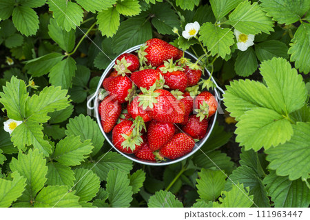 Bucket of freshly picked strawberries in summer garden. Strawberry berries in a bucket on a strawberry bed 111963447
