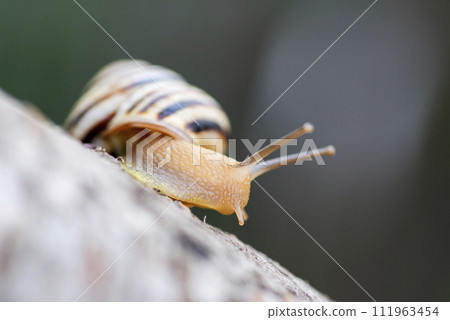 Snail on the tree in the garden. Snail gliding on the wet wooden texture. A common garden snail crawling on a stump Snail on the tree in the garden. Snail gliding on the wet wooden texture. A common garden snail crawling on a stump 111963454