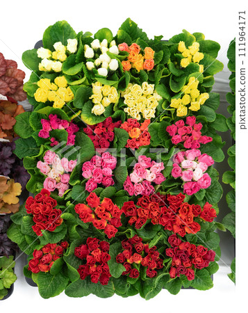 Furimula shurian flower seedling 111964171
