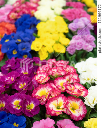 Furimula shurian flower seedling 111964172